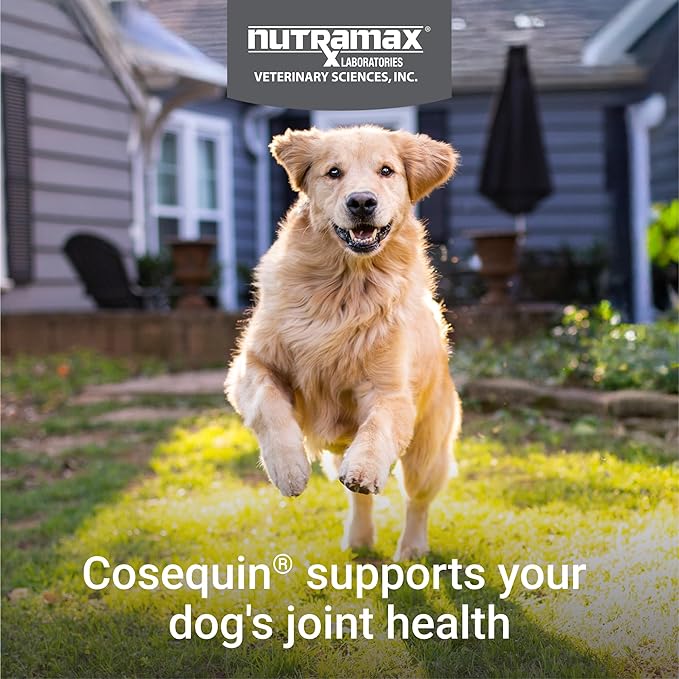 Nutramax Laboratories Cosequin DS Plus MSM Professional Line for Dogs, 60 soft chews