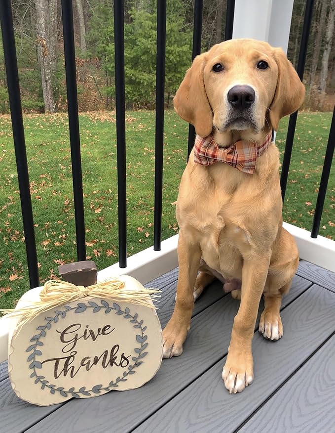 Lionet Paws Dog and Cat Collar with Bowtie Grid Collar Plastic Buckle Light Adjustable Collars for Small Medium Large Dogs