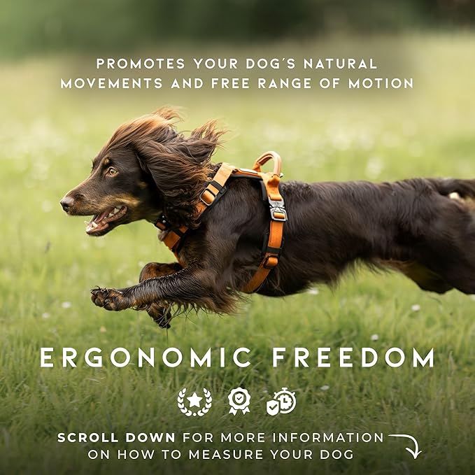 MADE TO ROAM Premium Explorer Harness - Y-Shaped Dog Harness with Adjustable Durable Nylon, Soft Padding, Metal Buckles and Leather Handle for Small, Medium, Large Dogs (Vermont Weekends, Size 3)