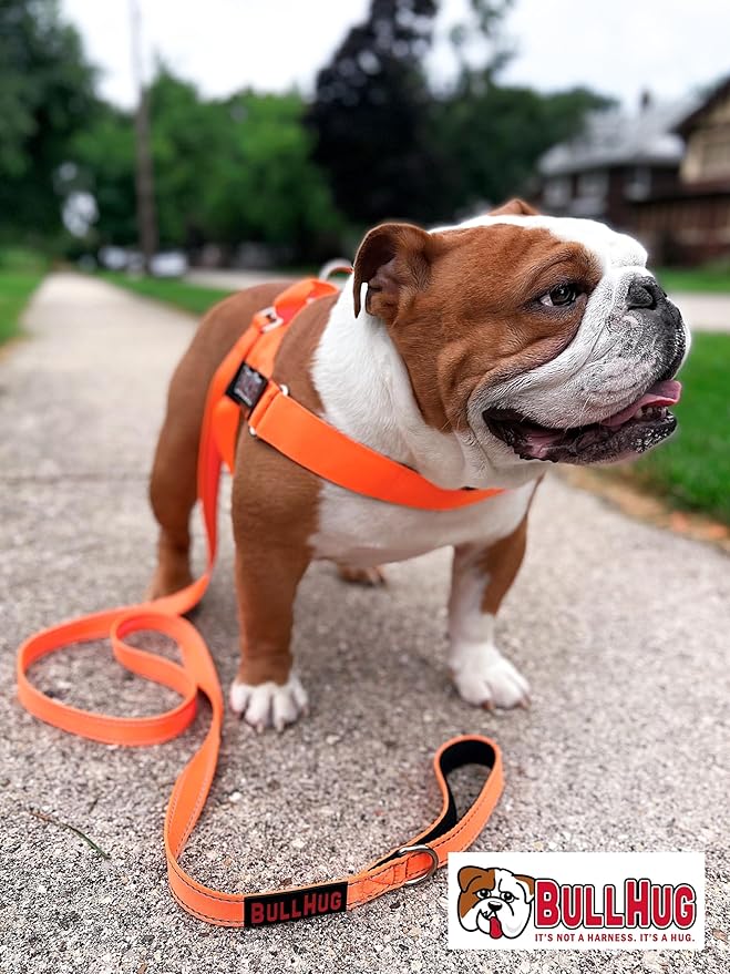 BULLHUG 6 FT Bulldog Leash with Padded Handle. Perfect for Bulldogs, French Bulldogs, Pugs & All Breeds. Leashes for Walking, Training Lead for Bulldogs (NEON Orange)
