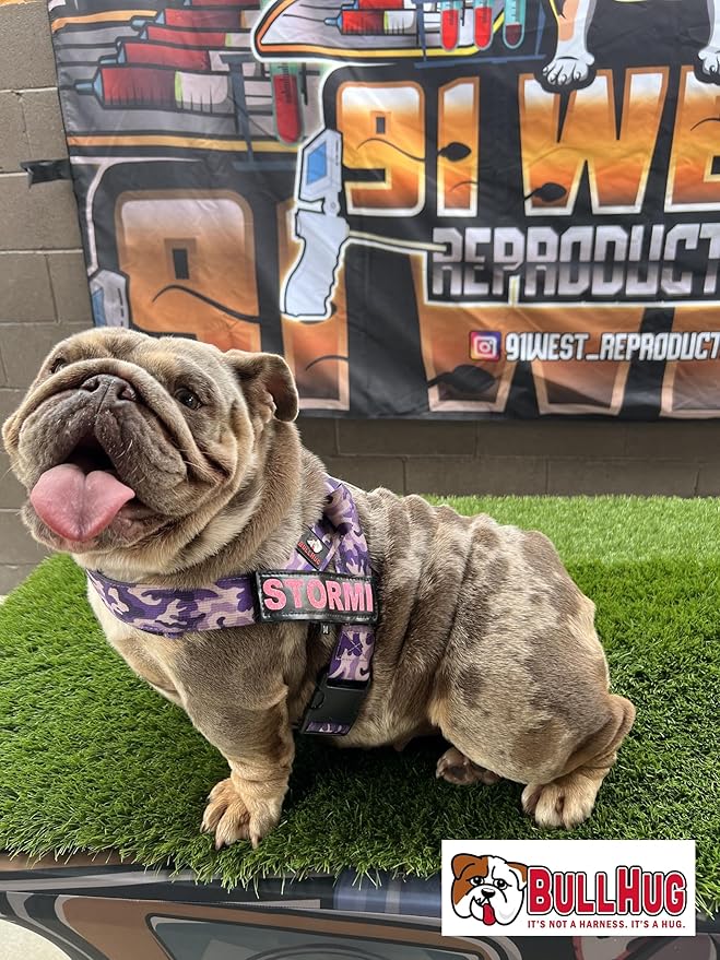 BULLHUG 6 FT Bulldog Leash with Padded Handle. Perfect for Bulldogs, French Bulldogs, Pugs & All Breeds. Leashes for Walking, Training Lead for Bulldogs (Taco)